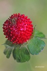 Indische Scheinerdbeere (Potentilla indica)